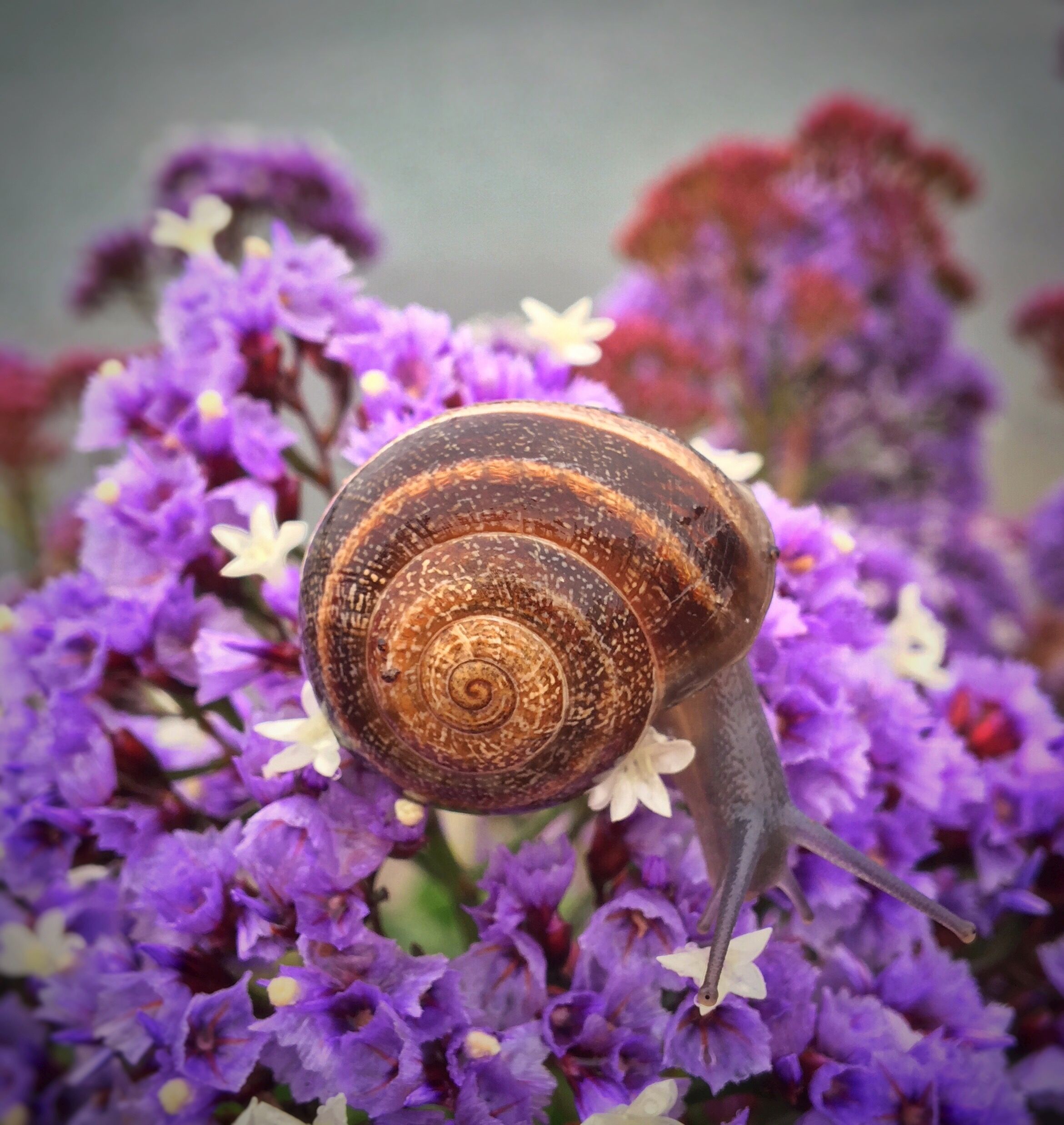 Snail on River Path